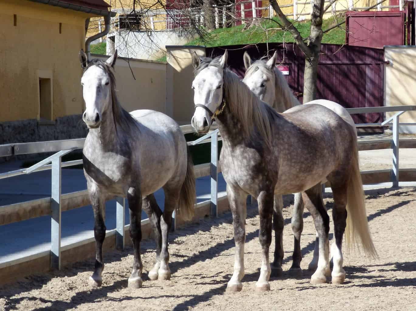 Lipizzaner Stud Farm Spanish Dancing Horses Luxurious Nomad