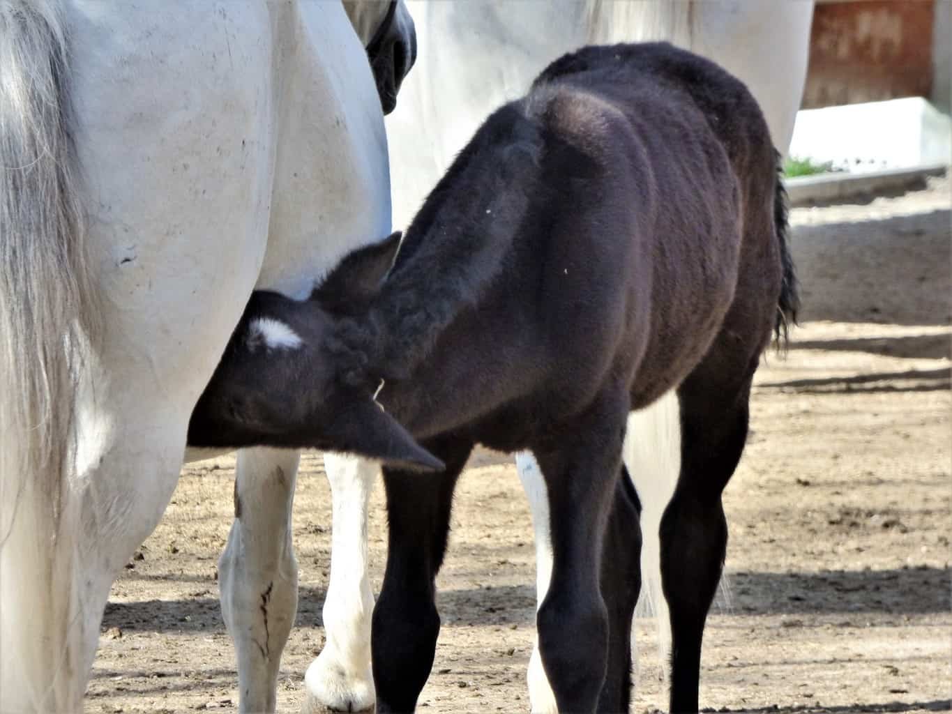 lipizzaner-stud-farm-spanish-dancing-horses-luxurious-nomad