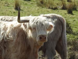 Loch Katrine