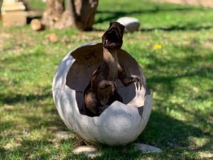 Dinosaur Eggs for Easter