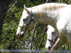 Lipica Lipizzaner Stud Farm - Oldest in the world