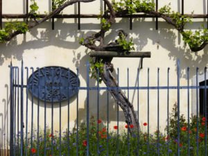 World's Oldest Vine at Maribor