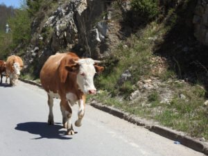 Serbia Road Trip to Zlatibor Region (Post 7 of 9)